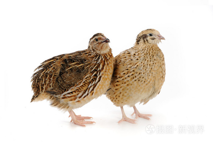成人鹌鹑