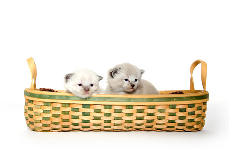 在一篮子里面两个可爱的小猫