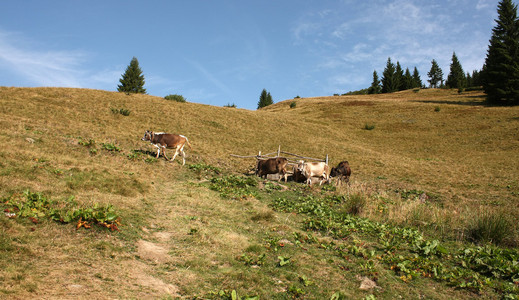 山风景