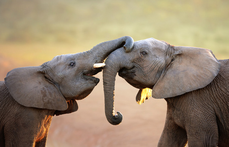 动物园互动大象轻轻地互相抚摸(打招呼)照片