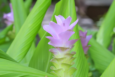 粉红色的暹罗郁金香花