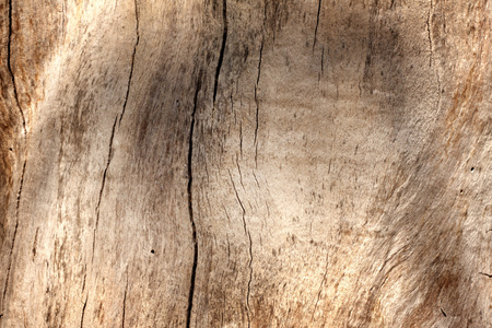 木树背景纹理