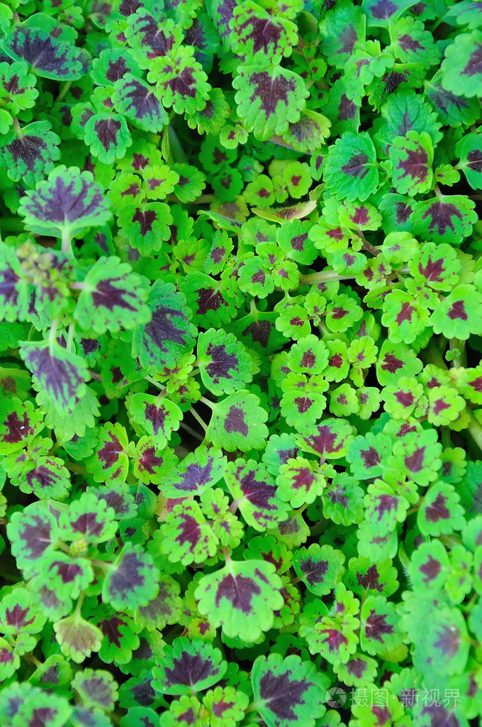 绿色和紫色草纹理