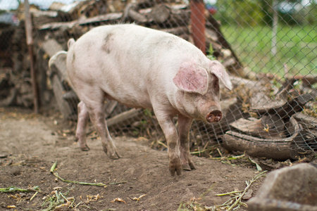 大型国内猪养殖