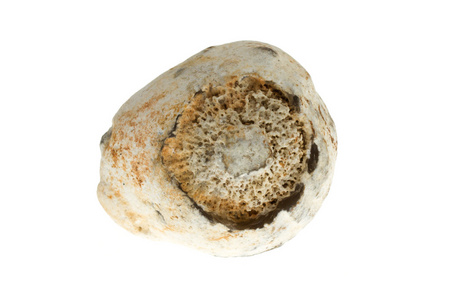 老化石的海贝壳