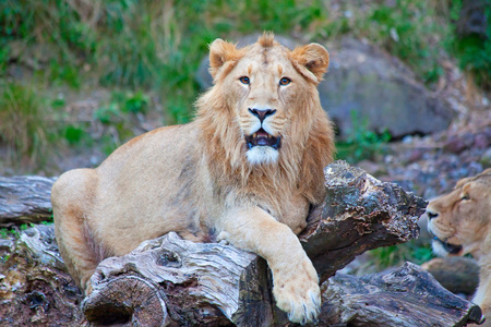 小狮子的肖像图片-小狮子的肖像素材-小狮子的肖像插画-摄图新视界