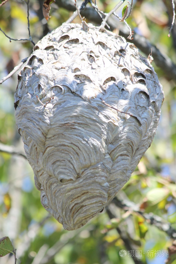 大黄蜂在树上筑巢
