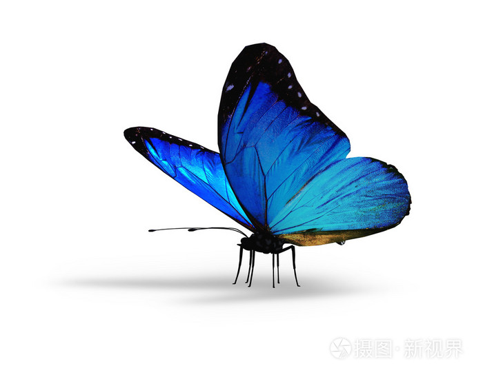在白色背景上的蓝色蝴蝶