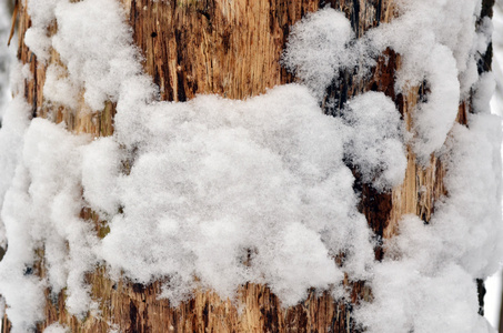 树和雪