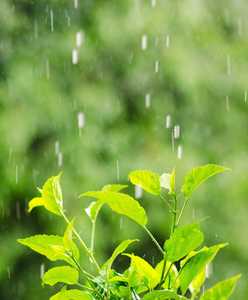 雨