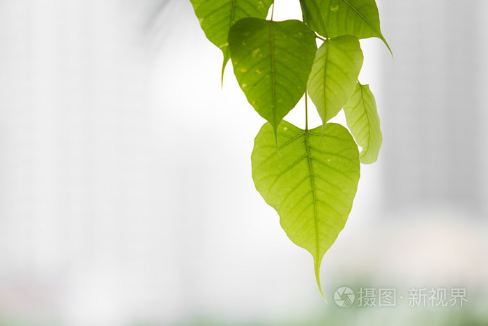绿色菩提叶