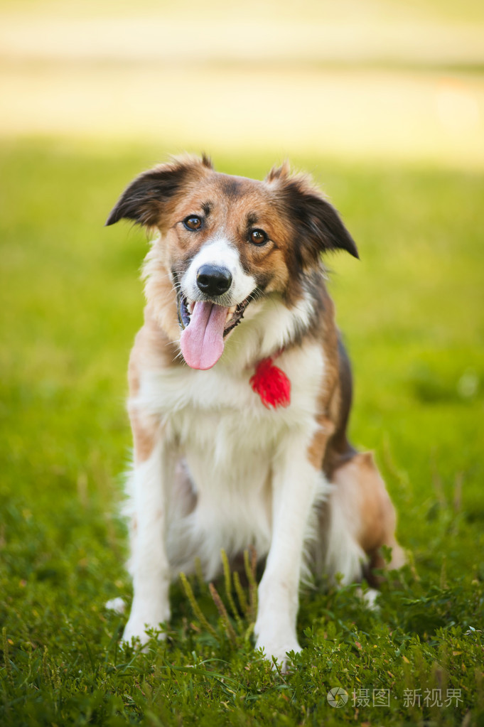 快乐的红狗边境牧羊犬