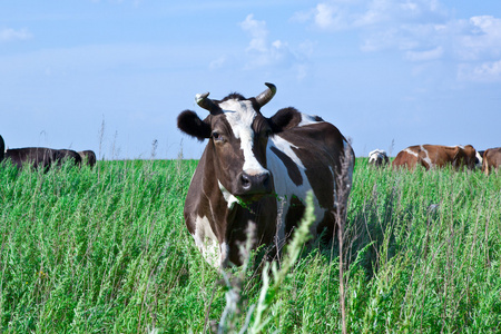 在一片绿色的草地上牛吃的是草