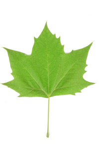 秋天叶绿色的叶子的悬铃树在夏天平面树的树皮秋天叶枫树的叶子和花在