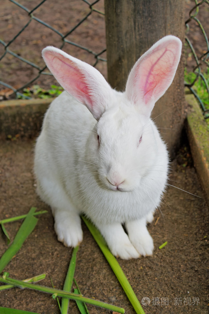 白兔子照片-正版商用图片1a1we2-摄图新视界