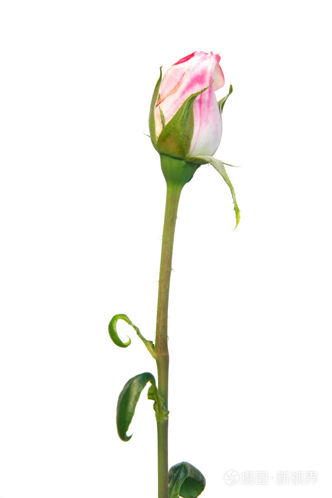 白上粉红玫瑰花蕾