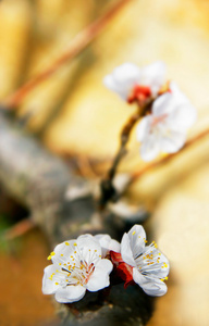 春天的花朵，非常浅景深