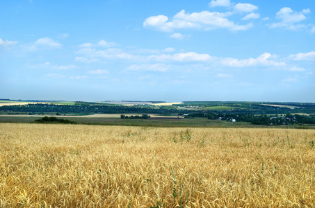 景观与小麦的字段