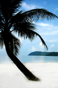 棕榈树在沙滩上的身影