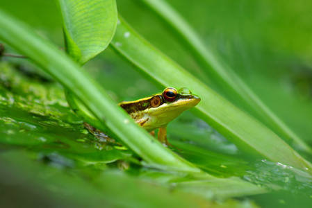 绿色青蛙在池塘