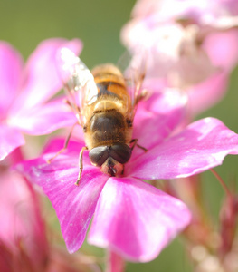 黄蜂蜜蜂在花上