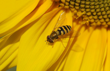 黄蜂蜜蜂在花上