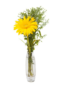 非洲菊在一个孤立的花瓶