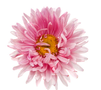 孤立的粉红色翠菊图片