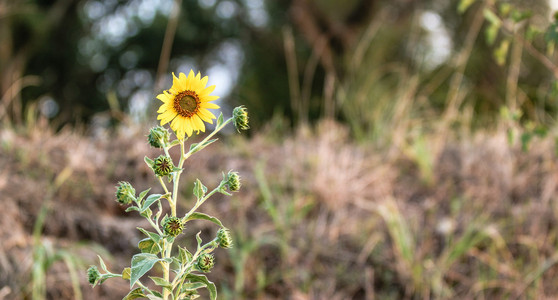 金葵花