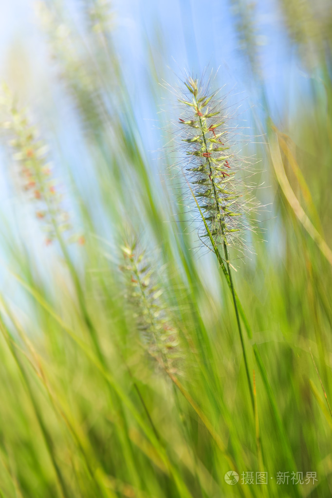 天然绿色背景与草和散景灯