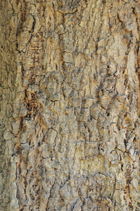 棕色树树皮的纹理镜头