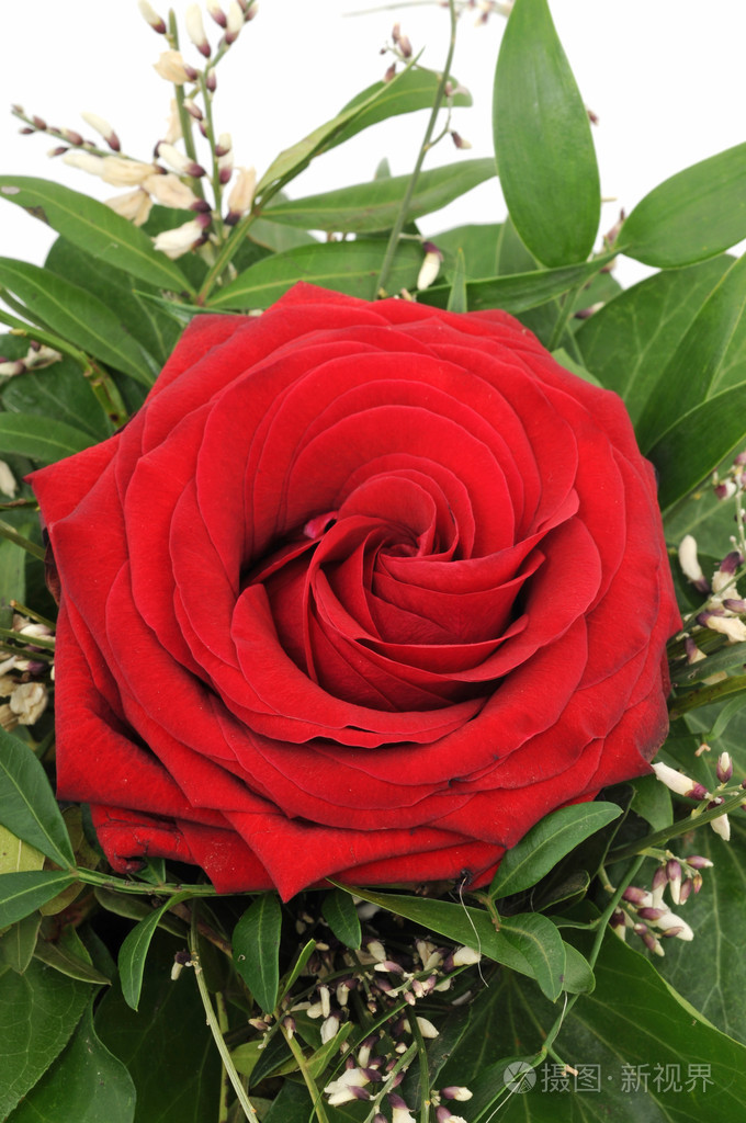 在白色背景前的一朵玫瑰