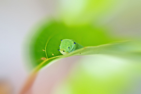 蝴蝶的幼虫