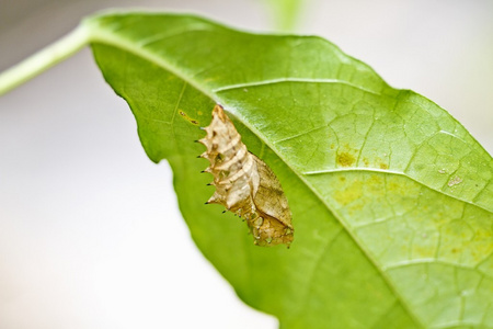 蝴蝶的蝶蛹照片 正版商用图片1a2fpp 摄图新视界