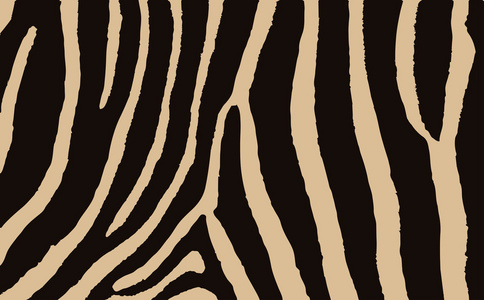 多彩动物皮肤纹理的斑马。矢量插图野生花纹，eps 10