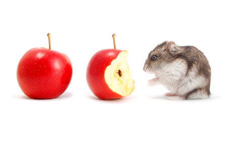 仓鼠和苹果
