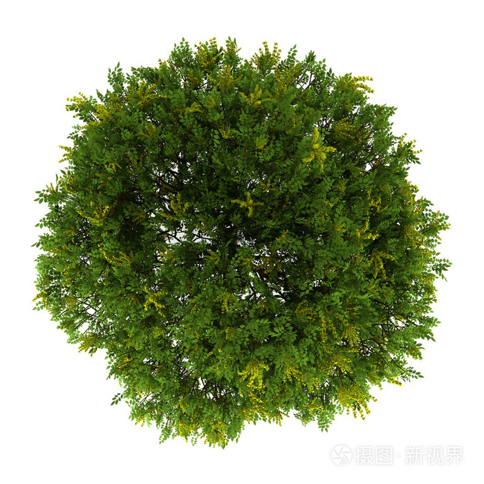 栾树孤立在白色背景上的顶视图
