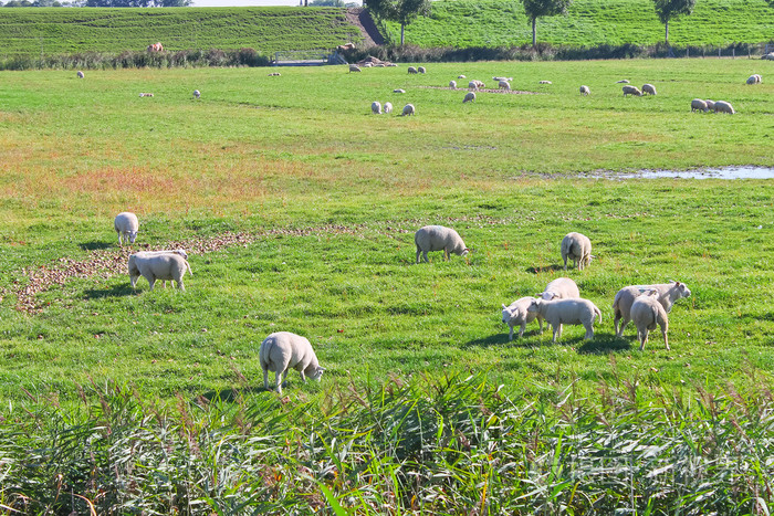 夏季牧场上的羊.荷兰