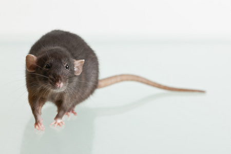 尾巴反射与一条大尾巴老鼠照片