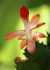 仙人掌之花