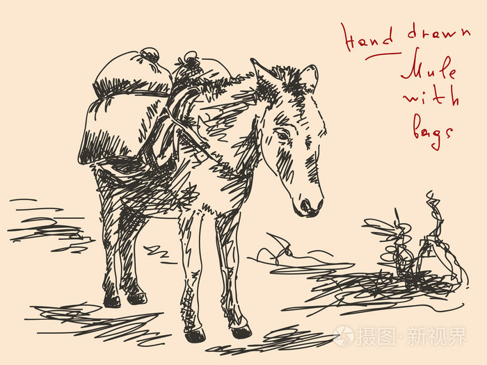 手工绘制的骡子矢量插画-正版商用图片1a2p7j-摄图新视界