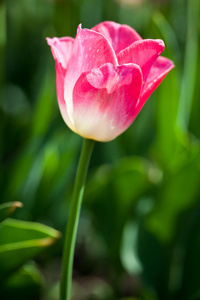 在春天的阳光郁金香花开美丽