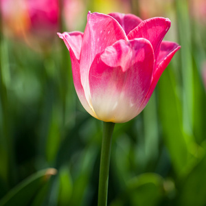 在春天的阳光郁金香花开美丽