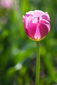 在春天的阳光郁金香花开美丽