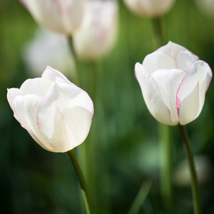 在春天的阳光郁金香花开美丽