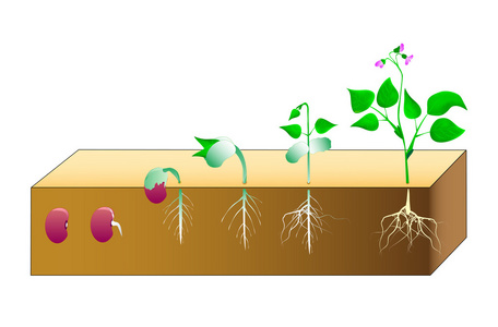 豆子发芽过程卡通图图片