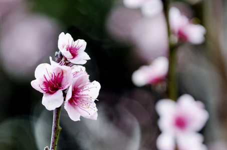 粉红梅花树鲜花盛开图片