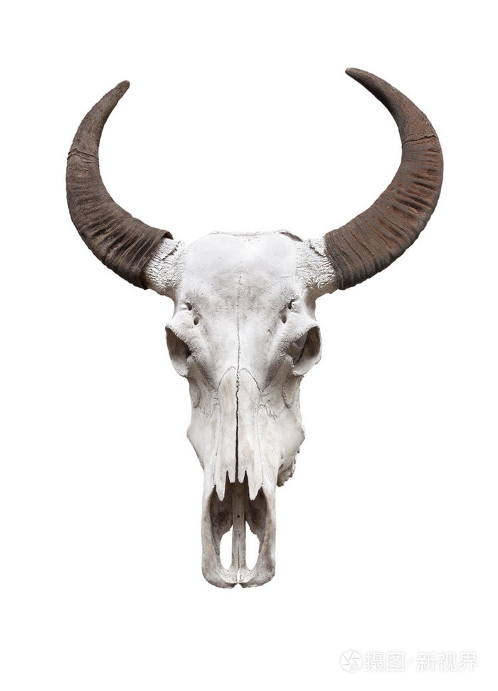 水牛头骨孤立