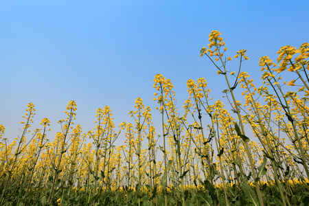 油菜田