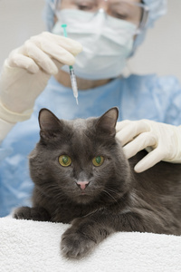 兽医注射胰岛素给一只猫